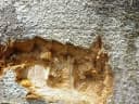 Homalium foetidum