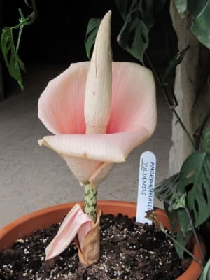 Amorphophallus yuloensis