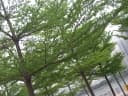 Terminalia mantaly