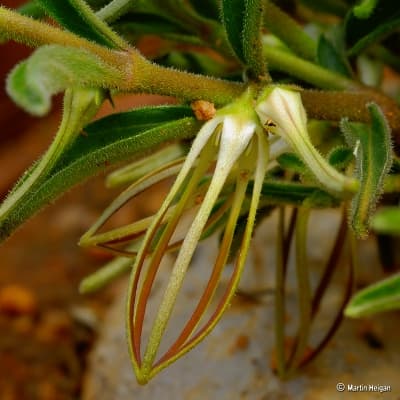 Brachystelma circinatum