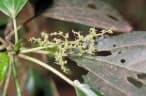 Dendrocnide photinophylla