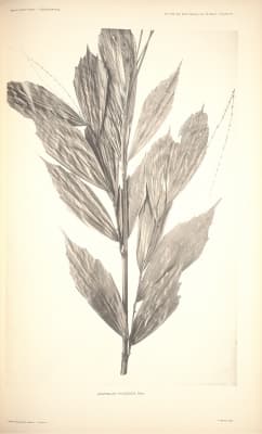 Korthalsia paucijuga