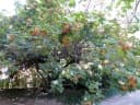 Dombeya burgessiae