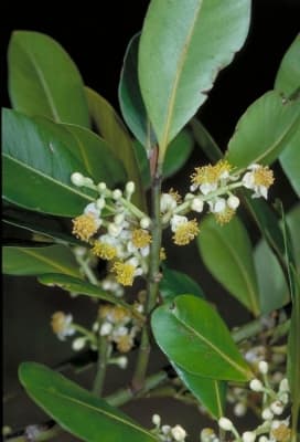 Calophyllum sil