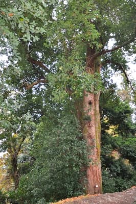 Cinnamomum glanduliferum