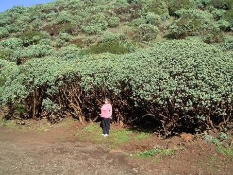 Euphorbia balsamifera