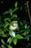 Syzygium oleosum