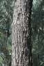 Eucalyptus sideroxylon