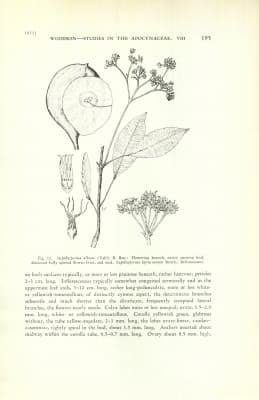 Aspidosperma album