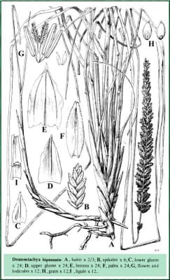 Desmostachya bipinnata