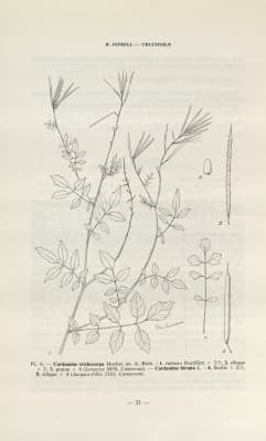 Cardamine trichocarpa