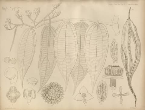 Thottea corymbosa