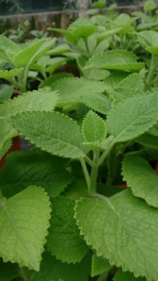 Plectranthus amboinicus