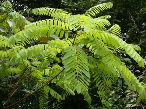 Hymenolobium mesoamericanum