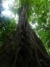 Ficus obtusifolia