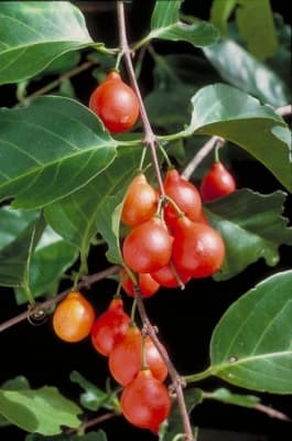 Salacia chinensis