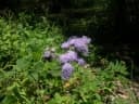 Ageratum houstonianum