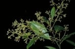 Endiandra cowleyana