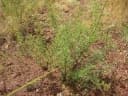 Indigofera arrecta