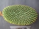 Pandanus furcatus