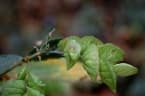 Flemingia strobilifera