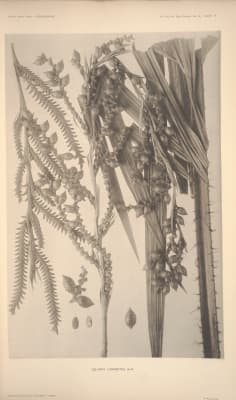 Calamus longisetus