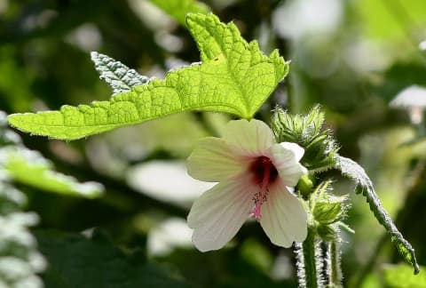 Pavonia urens