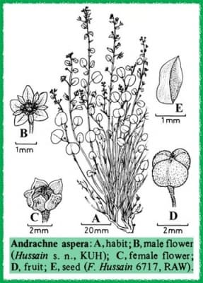 Andrachne aspera