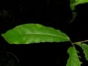 Mayna odorata