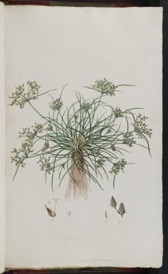 Fimbristylis dichotoma