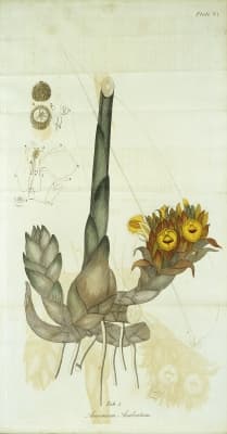 Amomum aculeatum