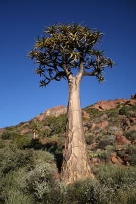 Aloe dichotoma