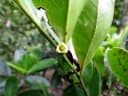 Diospyros ferrea