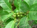 Ficus luschnathiana