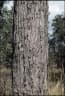 Eucalyptus pilularis