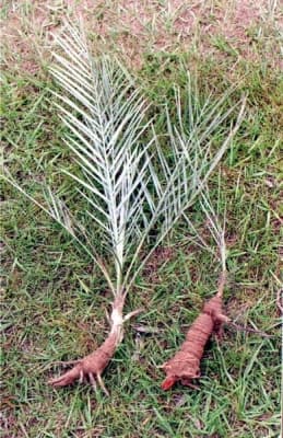 Syagrus campylospatha