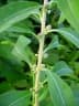 Clutia angustifolia