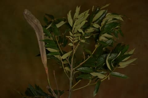 Xylia evansii