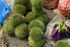 Durio oxleyanus
