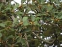 Ficus mollis