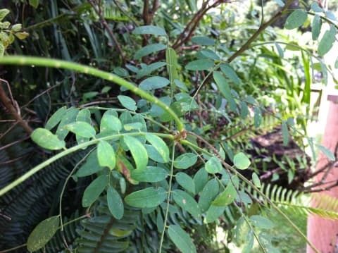 Diphysa carthagenensis