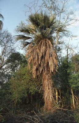 Trithrinax schizophylla