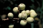 Aglaia argentea