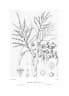 Thrinax parviflora