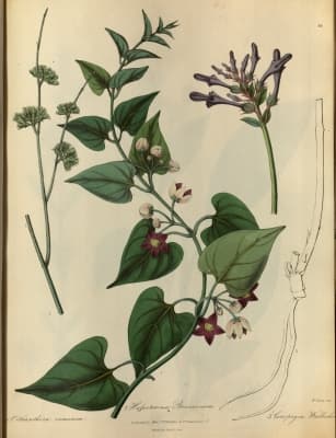 Orthanthera viminea