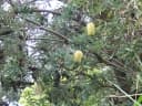 Banksia integrifolia