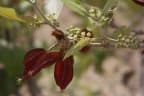 Combretum adenogonium