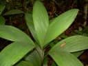Bactris simplicifrons
