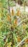 Cyperus malaccensis