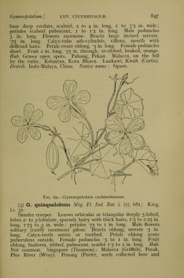 Trichosanthes costata
